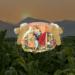 Puros Romeo y Julieta cubanos